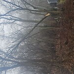 Public Trees at 4 Carline Dr