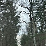 Public Trees at 25 Bruning Rd