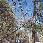 Public Trees at 16 Edgeworth St