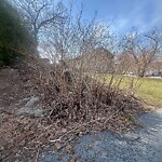 Public Trees at 36 Beech St