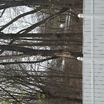 Public Trees at 133–159 Boston Rd, North Billerica 01862