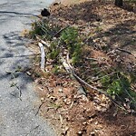 Street Sweeping at 3 Sylvan Rd