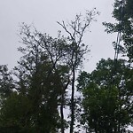 Public Trees at 22 Pond Ln