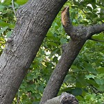 Public Trees at 42.59 N 71.26 W