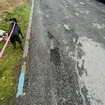 Pothole at 67 Marshall St