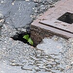 Pothole at 8 Whittier Rd