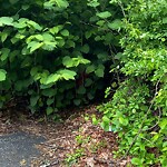 Other at 42.53 N 71.25 W