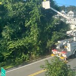Public Trees at 48 Marshall St