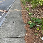 Sidewalk Obstruction at 89 Rogers St, North Billerica