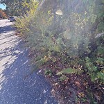 Sidewalk Obstruction at 1–5 Carson St