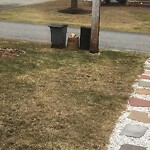 Trash/Recycling at 27 Pages Ct