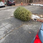 Trash/Recycling at 31 Arey St