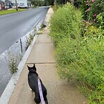 Sidewalk Obstruction at 117 Nashua Rd, North Billerica