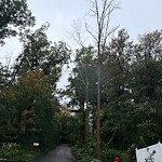 Public Trees at 4 Crystal St